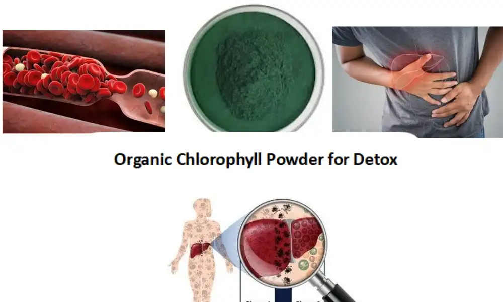 Organic Chlorophyll Powder for Detox